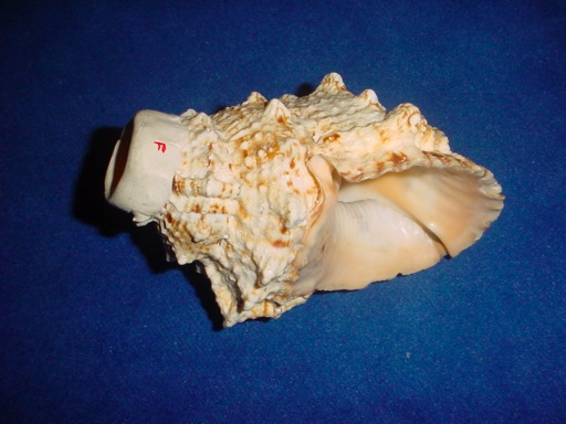 DSC04694